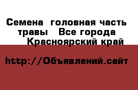 Семена (головная часть))) травы - Все города  »    . Красноярский край